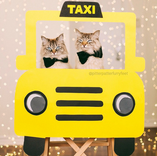 Illustration for article titled THESE CATS THO...